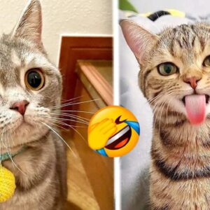 FUNNY CAT VIDEOS 2023ðŸ˜¸ - ðŸ˜‚Funniest Cats 2023 #28