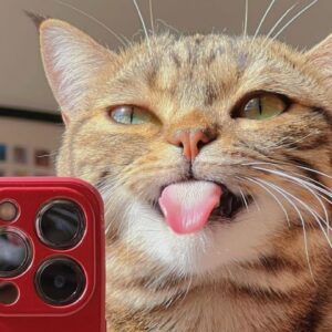 FUNNY CAT VIDEOS 2023ðŸ˜¸ - ðŸ˜‚Funniest Cats 2023 #42