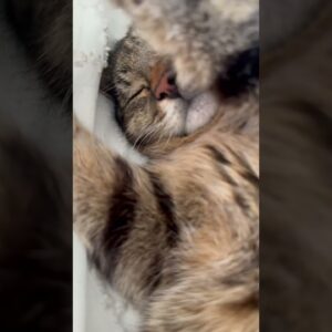 Adorable cat 😻  #cutecats #meow #sleepycat #socute #catvideos #shorts