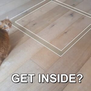Will this cat get inside the square?