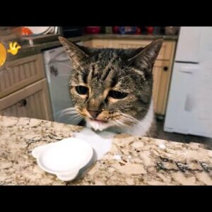 😱 It's To LAUGH When Watching This Video Of The FUNNIEST CATS On Earth 😱 - Funny Cats Life