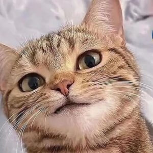 FUNNY CAT VIDEOS 2023ðŸ˜¸ - ðŸ˜‚Funniest Cats 2023 #49