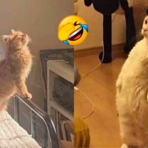 FUNNY CAT VIDEOS 2023😸 - 😂Funniest Cats 2023 #54