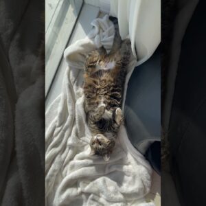 Good morning 😃 adorable cat 😻 #cats #cutecat #shorts