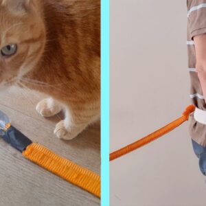 Time Management: Life Hack saves cat owners 3 months of their lives!