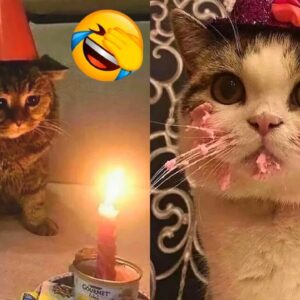 FUNNY CAT VIDEOS 2023ðŸ˜¸ - ðŸ˜‚Funniest Cats 2023 #70