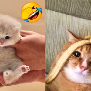 FUNNY CAT VIDEOS 2023ðŸ˜¸ - ðŸ˜‚Funniest Cats 2023 #75
