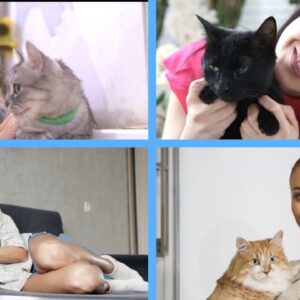 Ultimate compilation of cats with attractive women