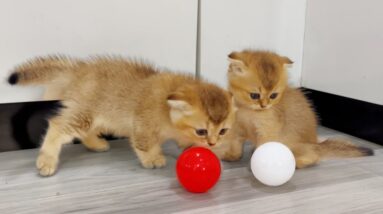 Adorable Kittens vs Balls