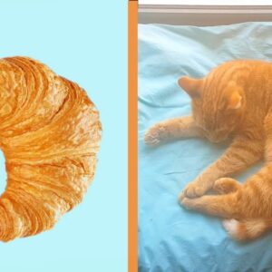 Astonishing bread-inspired feline transformations