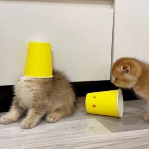Funny kittens and cups