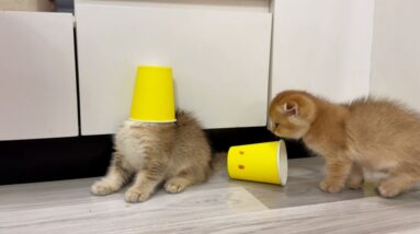 Funny kittens and cups