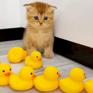 Kittens Playing with Fake Ducks