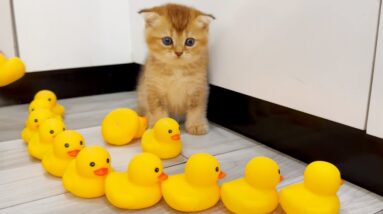 Kittens Playing with Fake Ducks