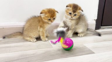 Kittens Playing with Toy For The First Time
