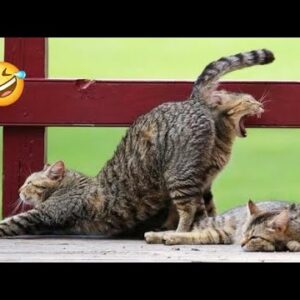 ðŸ¤£HOLDING YOUR LAUGH while Watching these videoðŸ˜¹ - Funny Cats Life