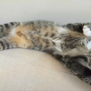Ultimate compilation of cats showing their bellies
