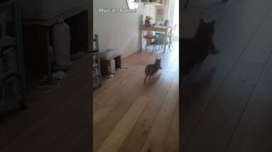 Cat chasing bouncing ball at full speed #shorts