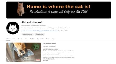 How to start a cat channel on YouTube