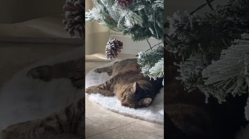 Cat and Christmas Tree #cutecat #christmas #christmastree #cats