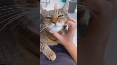 Cute cat Spike 😻 it’s massage time #cutecat #cats #cutepets