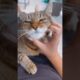 Cute cat Spike 😻 it’s massage time #cutecat #cats #cutepets